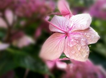 Close-up of pink flower