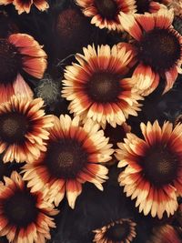 Full frame shot of flowering plants