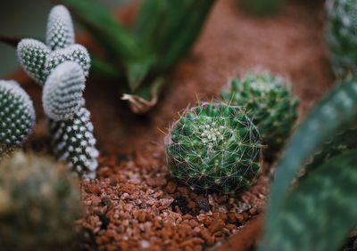 Close-up of cactus plant