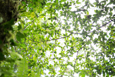 Low angle view of trees