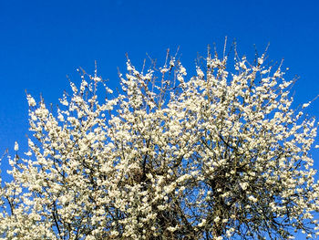 Low angle view of tree against blue sky