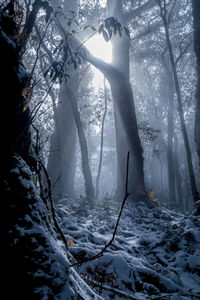 Sunlight streaming through trees in snow covered forest