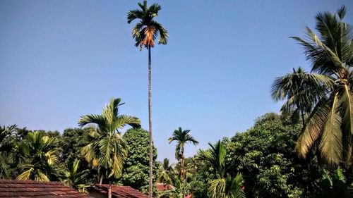 Low angle view of palm trees against blue sky