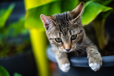 Close-up portrait of tabby cat