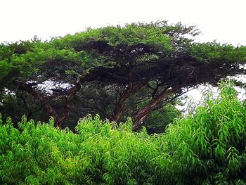 Low angle view of trees against sky