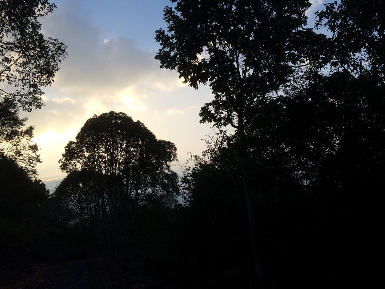 tree, silhouette, sky, tranquility, tranquil scene, beauty in nature, nature, scenics, growth, low angle view, cloud - sky, forest, cloud, non-urban scene, branch, landscape, outdoors, non urban scene, idyllic, no people