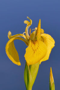 Close-up of yellow flowering plant against blue sky