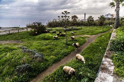 View of sheep on grassy field against sky