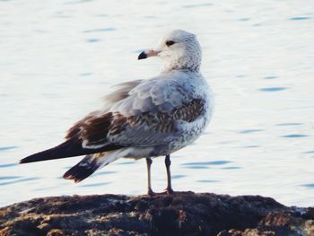 Close-up of seagull