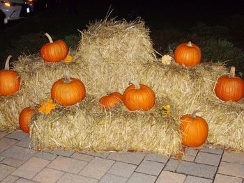 View of pumpkins during autumn