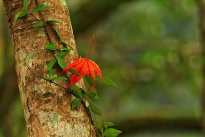 Close-up of leaves on tree trunk