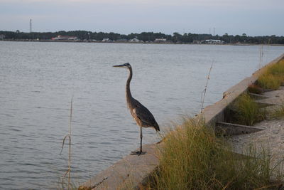 Gray heron perching on riverbank by river against sky