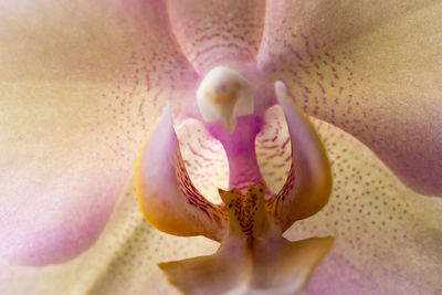 Close-up of flowers