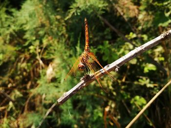 Close-up of dragonfly on plant