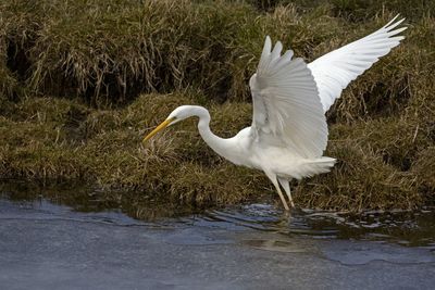 White heron on lake