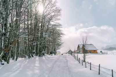 Trees on snow covered landscape