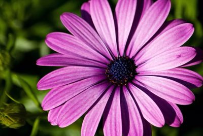 Close-up of pink flower