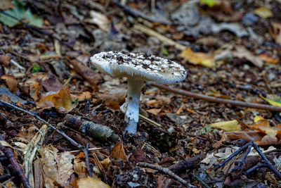 Close-up of mushroom growing in forest