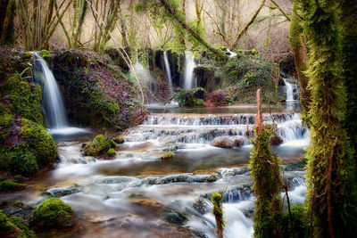 Scenic view of waterfall in forest