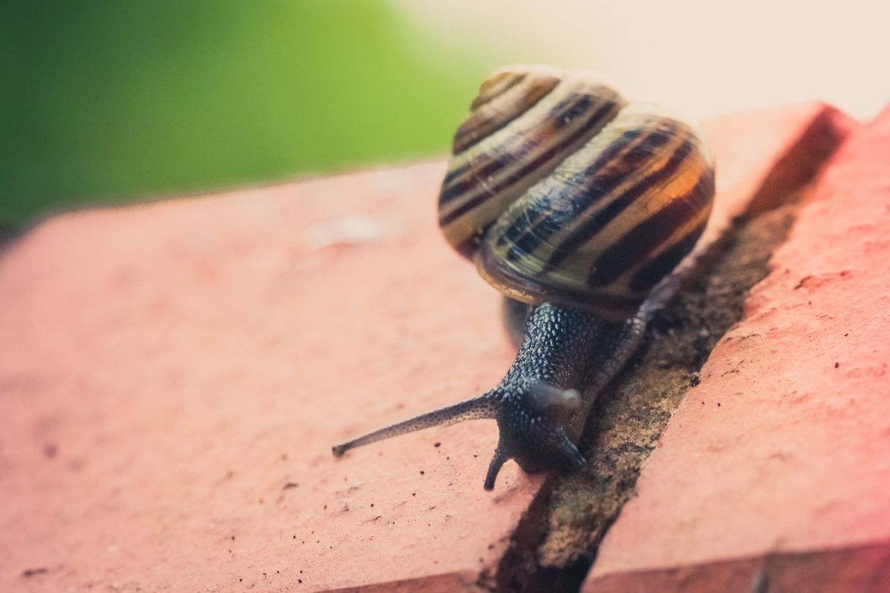 animal themes, one animal, animals in the wild, wildlife, close-up, focus on foreground, insect, full length, side view, bird, nature, animal antenna, snail, lizard, day, zoology, reptile, outdoors, animal wing, selective focus