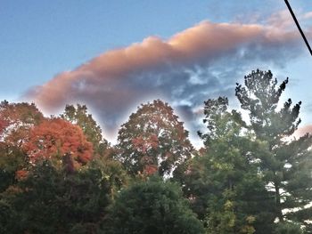 Low angle view of trees against sky