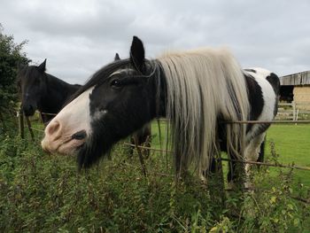 Horses in a field