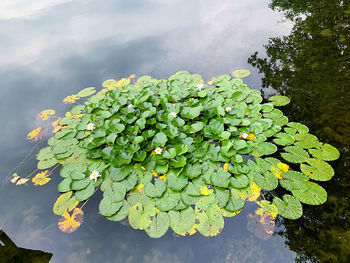 High angle view of water lily leaves floating on lake