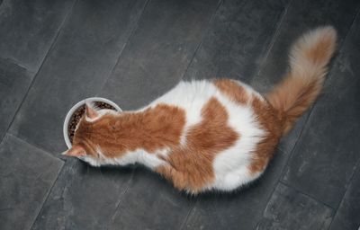 High angle view of cat sleeping on floor