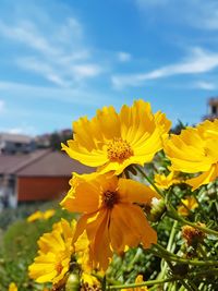 Close-up of yellow flowers blooming against sky