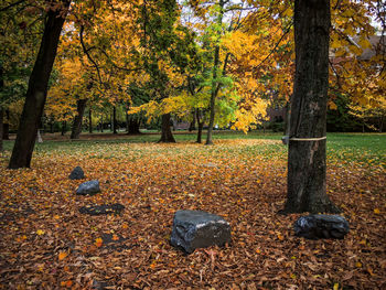 Trees in park