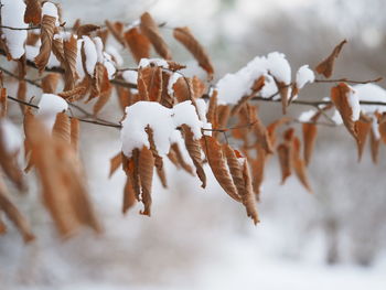 Close-up of dry leaves during winter