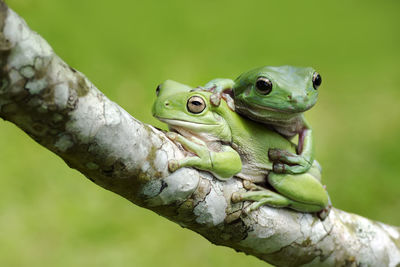 Close-up of frog on branch