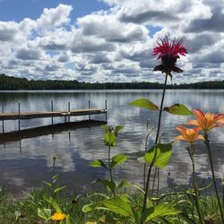 Pink flowers blooming in lake