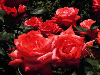 Close-up of red flowers blooming outdoors