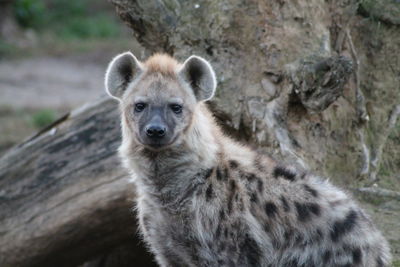 Close-up portrait of a hyena