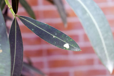 Close-up of raindrops on leaves
