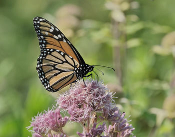 Close-up of butterfly pollinating on purple flower