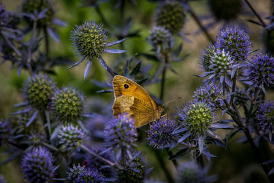 High angle view of orange butterfly and insect on sea holly flowers