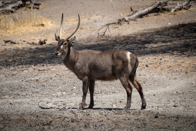 Male common waterbuck stands turning to camera