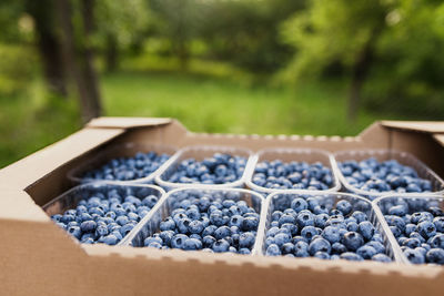 Box, crate or container with collected fresh blueberries. berries agriculture business