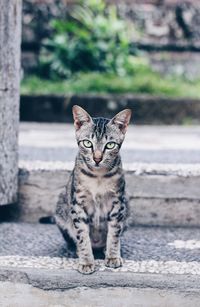 Portrait of tabby kitten