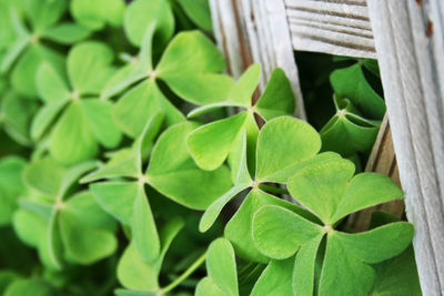 Close-up of leaves