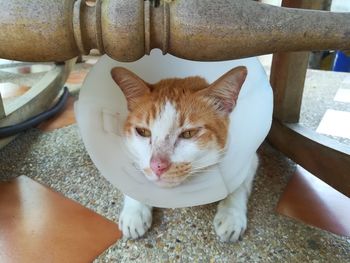 High angle view of cat sitting