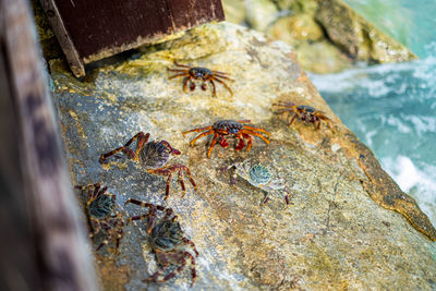 High angle view of insect on rock