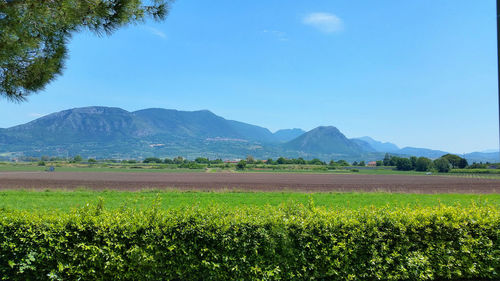 Scenic view of agricultural field against sky