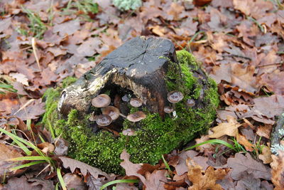 High angle view of mushrooms growing in forest