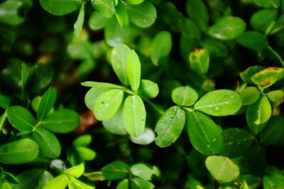 Close-up of wet leaves