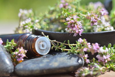 Close on bottle of essential oil spilled on stone with aromatic herb