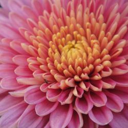 Close-up of pink flowers