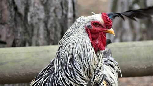 This rooster doesn't like rain.